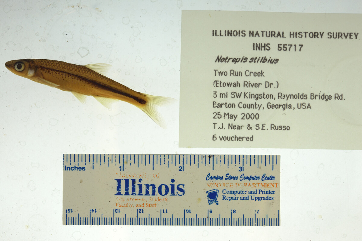 Notropis stilbius image