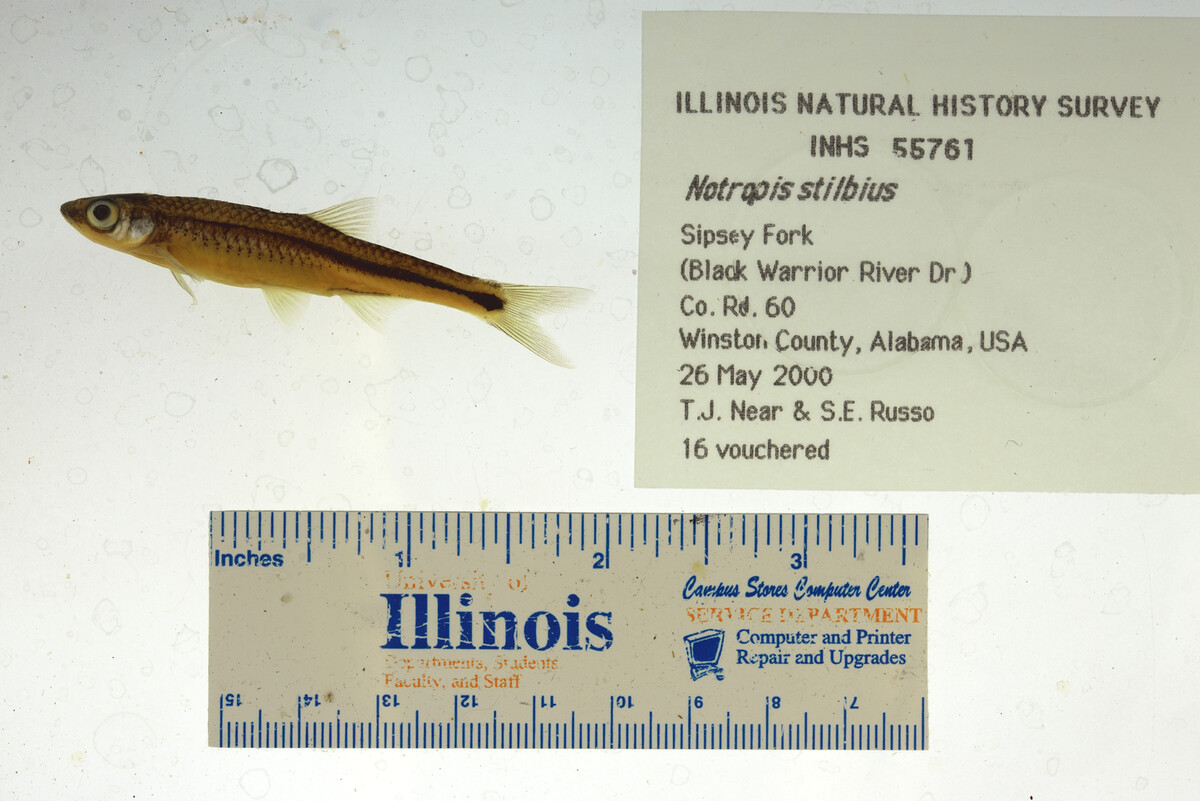 Notropis stilbius image