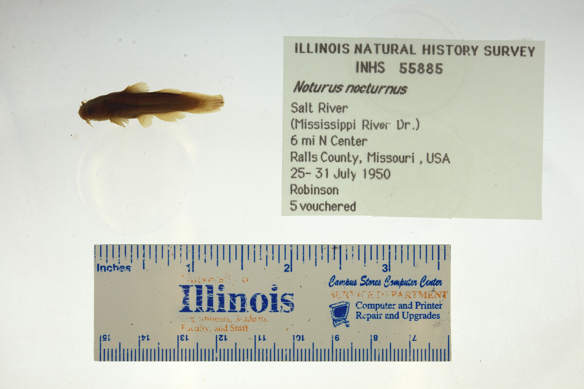 Noturus nocturnus image