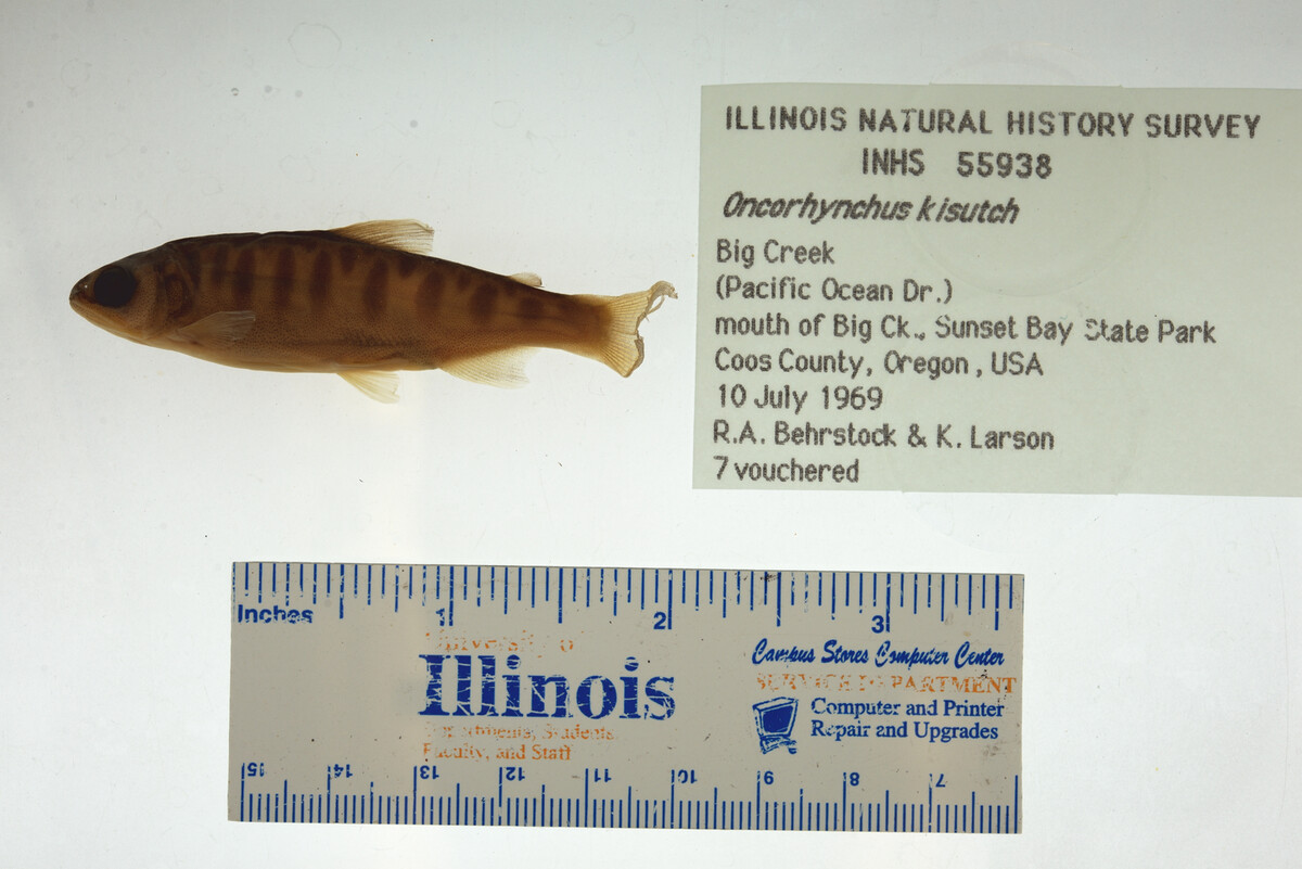 Oncorhynchus kisutch image