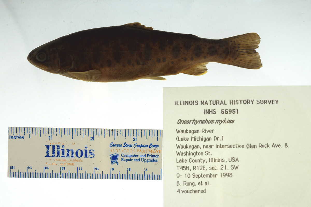 Oncorhynchus mykiss image