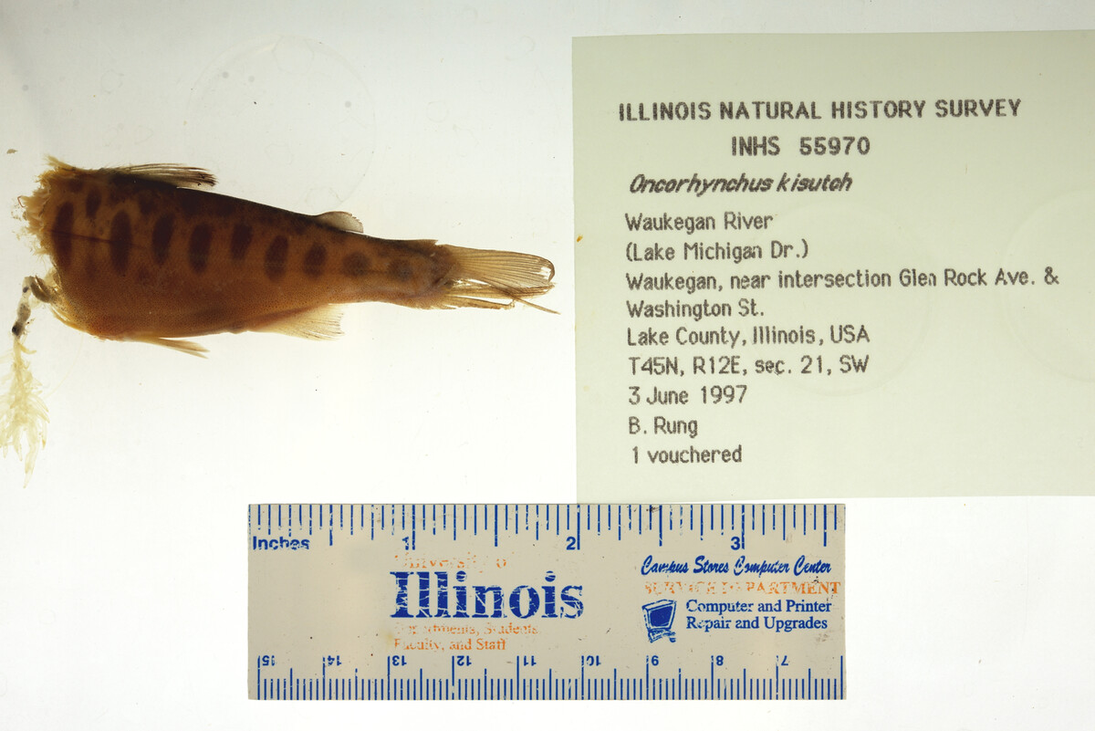 Oncorhynchus kisutch image
