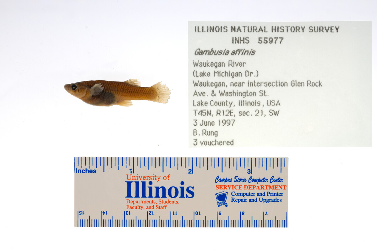 Gambusia affinis image