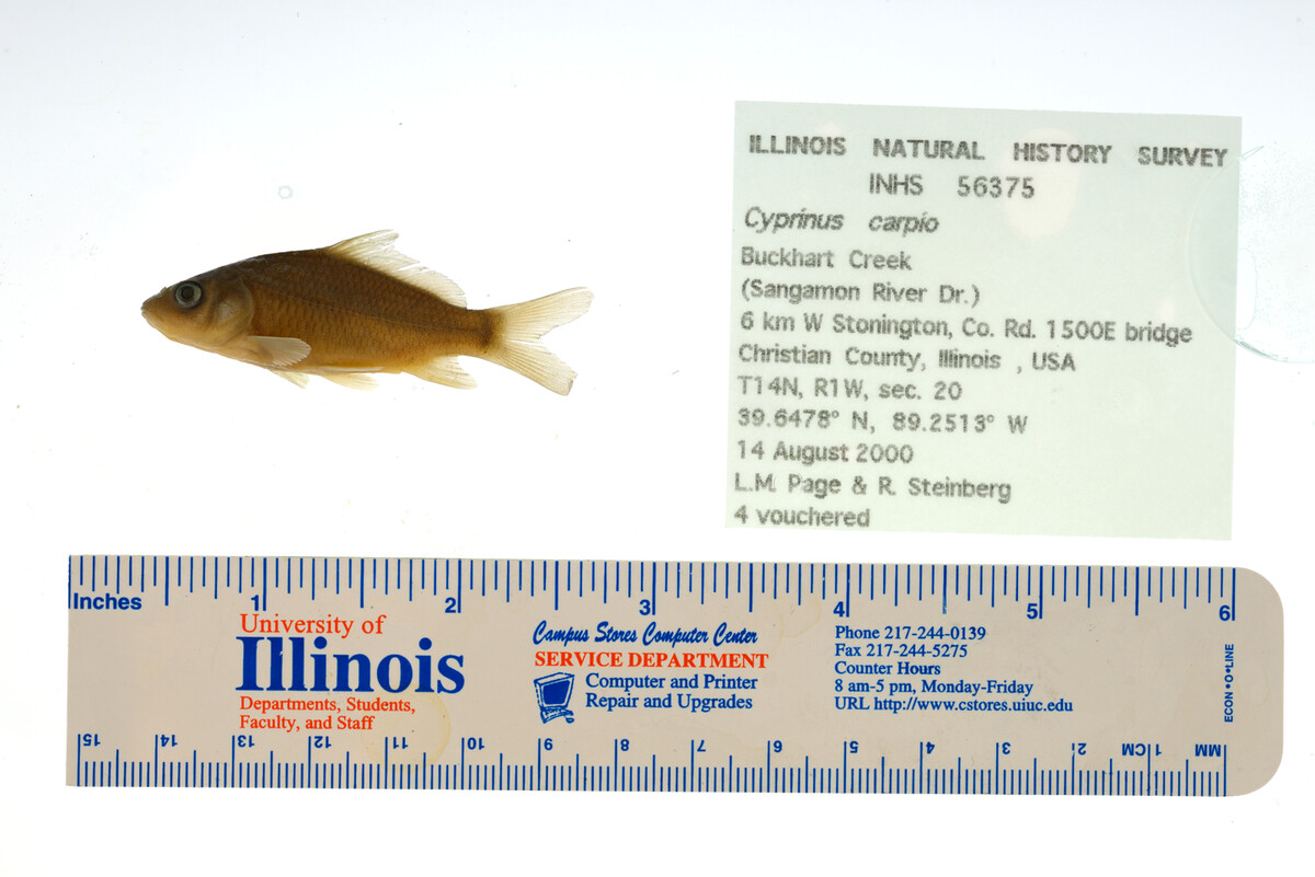 Cyprinus carpio image