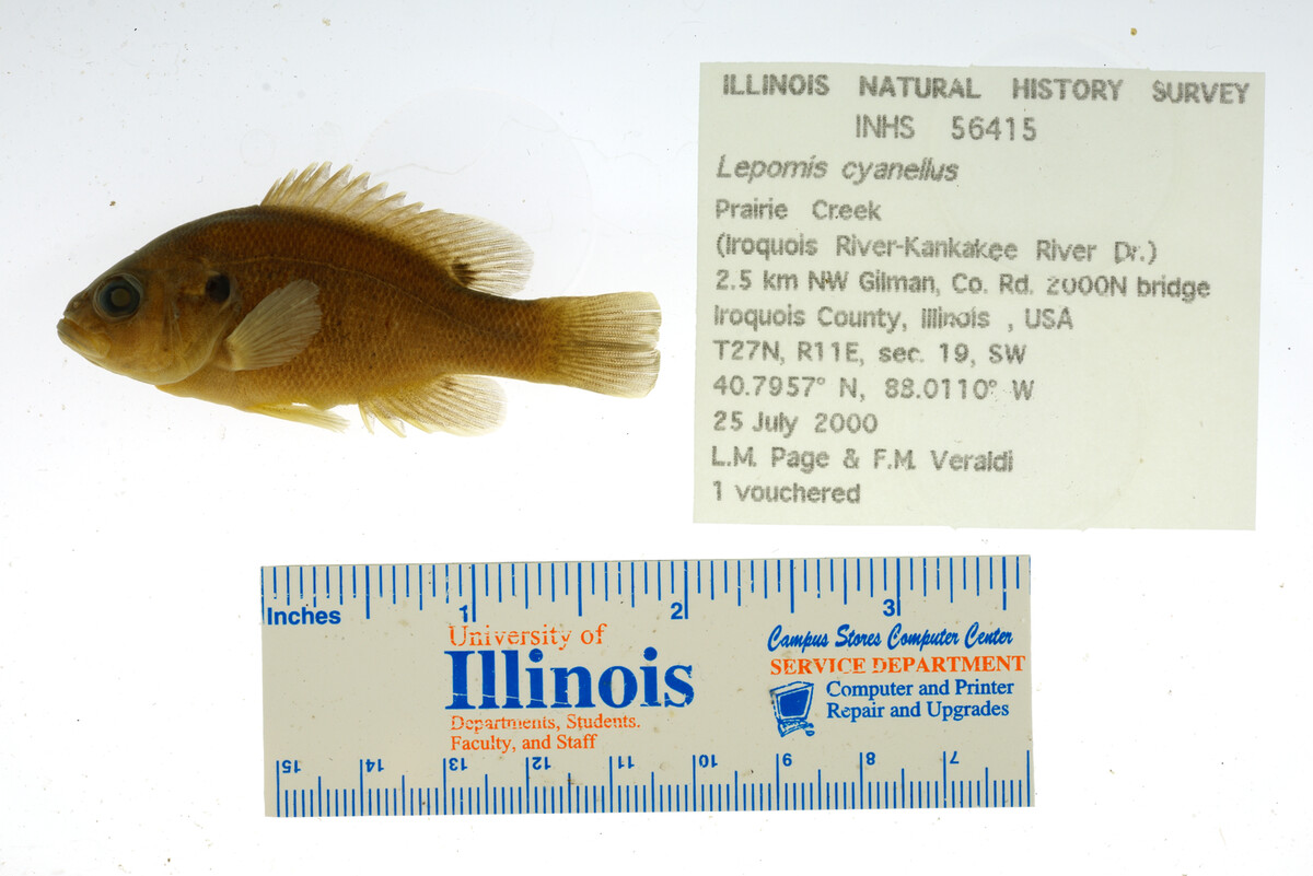 Lepomis cyanellus image