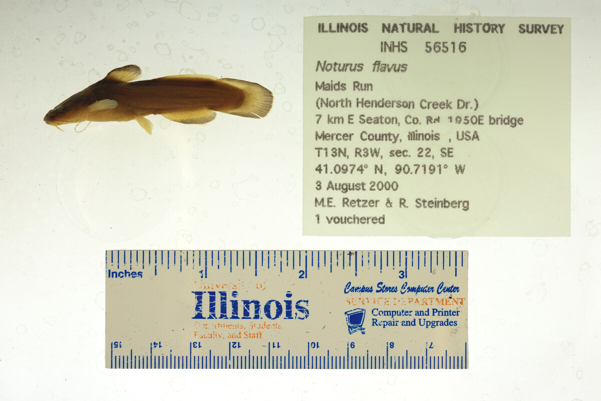 Noturus flavus image