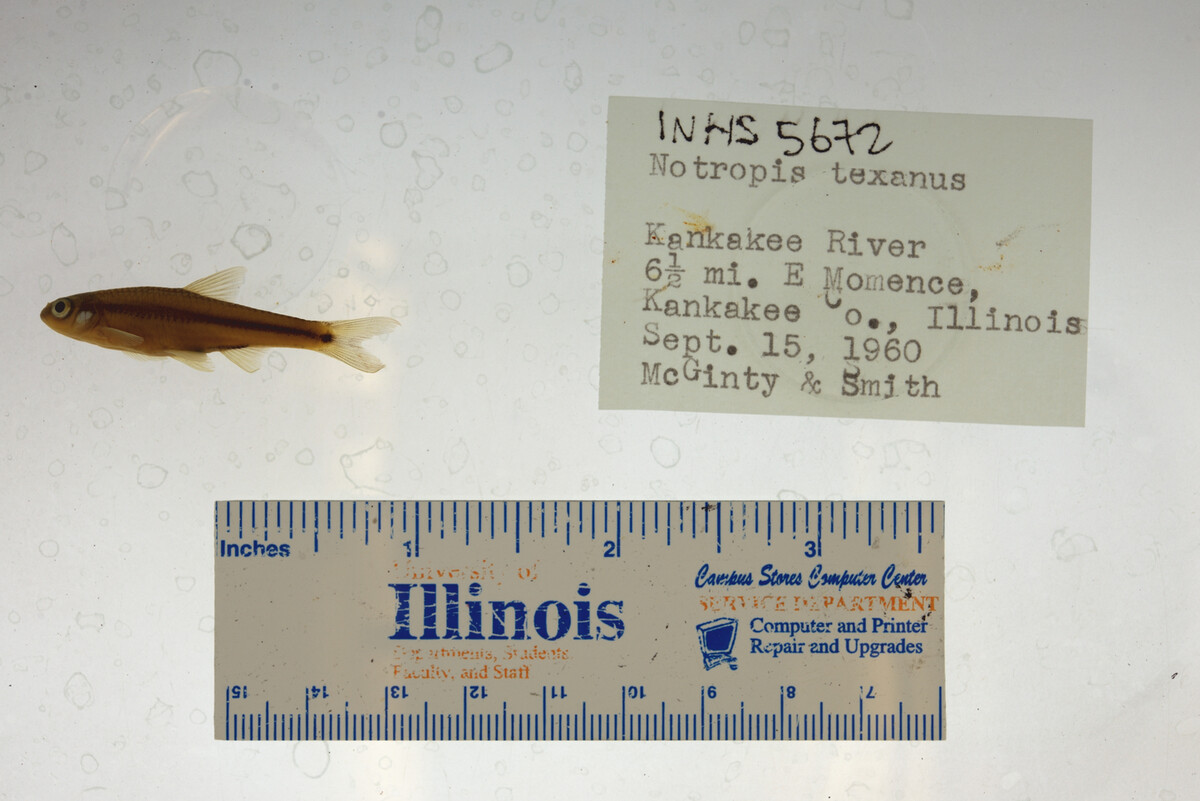 Notropis texanus image