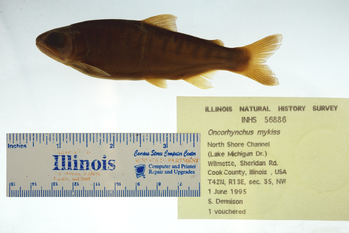 Oncorhynchus mykiss image