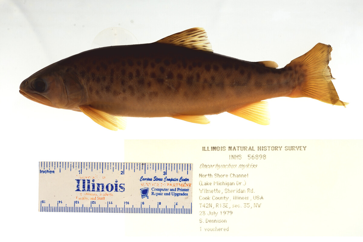 Oncorhynchus mykiss image