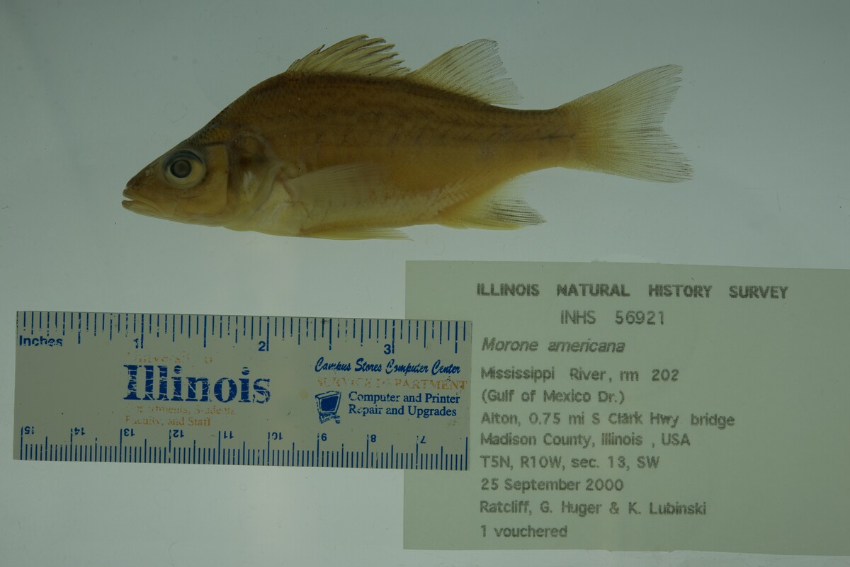 Morone americana image