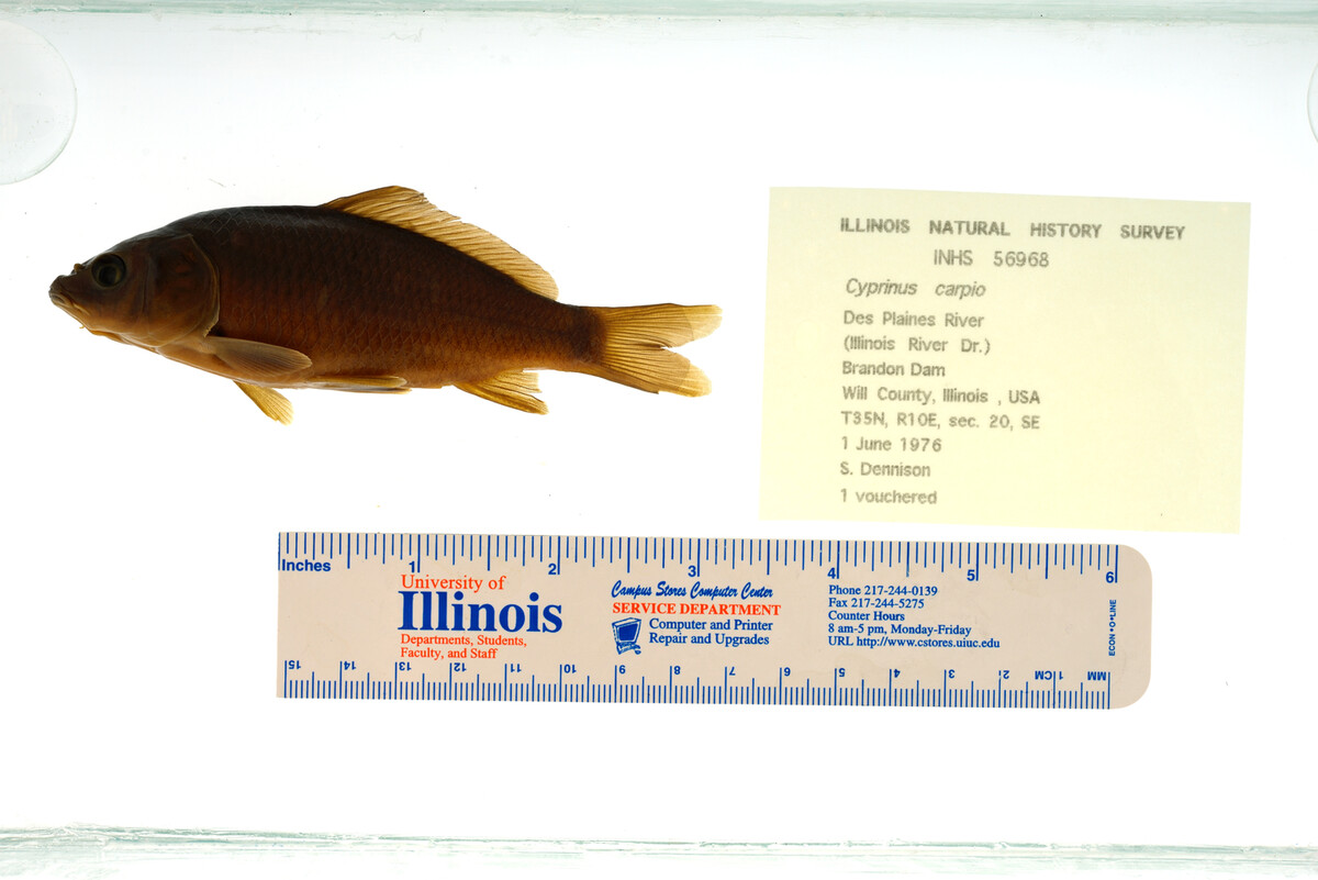 Notemigonus crysoleucas image