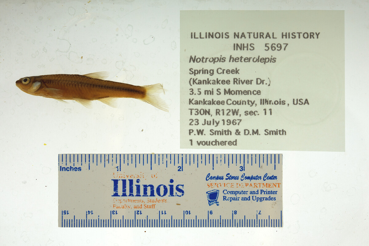 Notropis heterolepis image