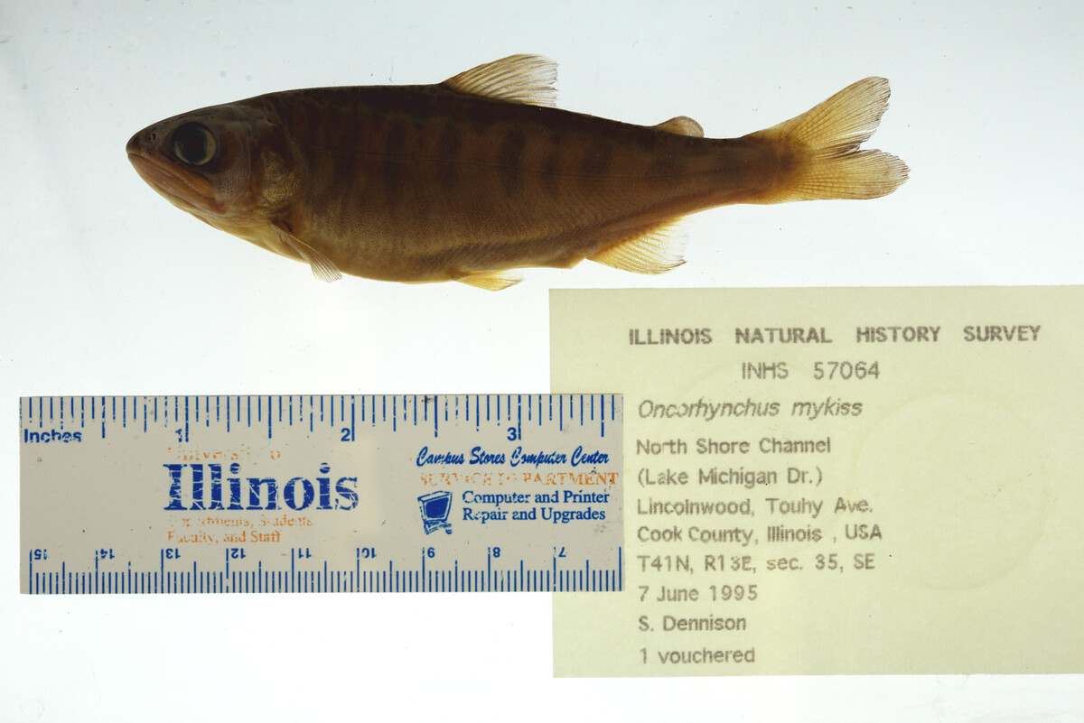 Oncorhynchus image