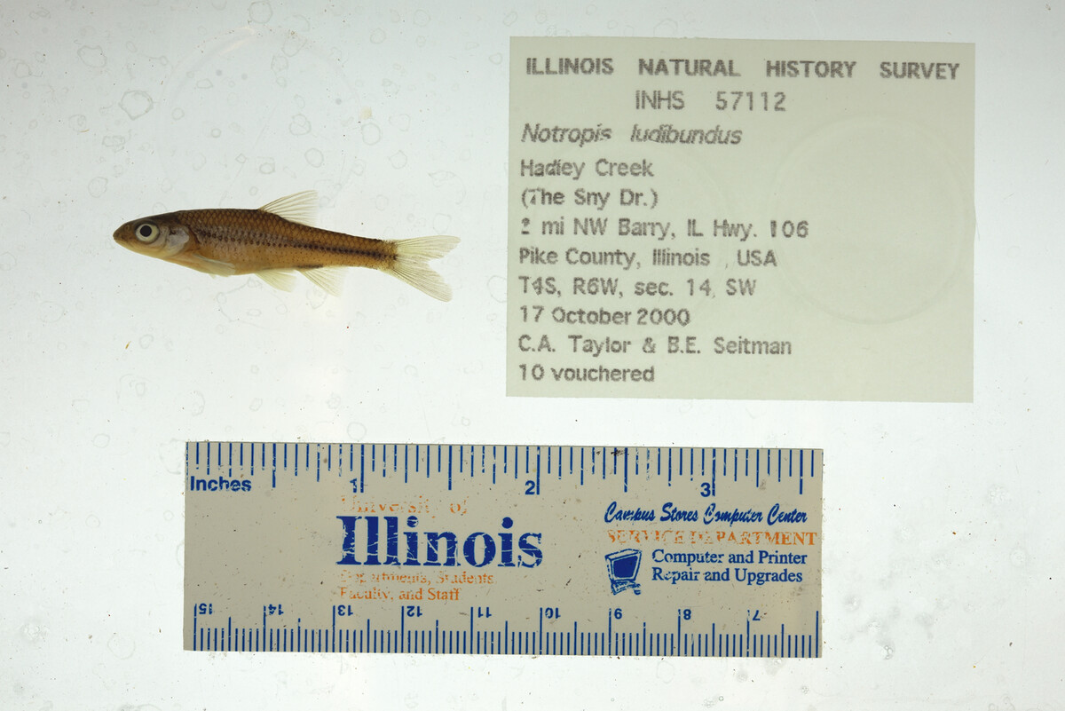 Notropis stramineus image