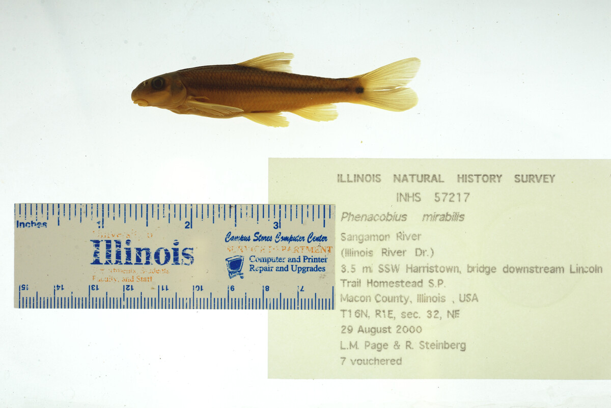 Phenacobius mirabilis image