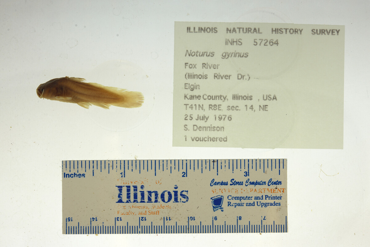 Noturus gyrinus image