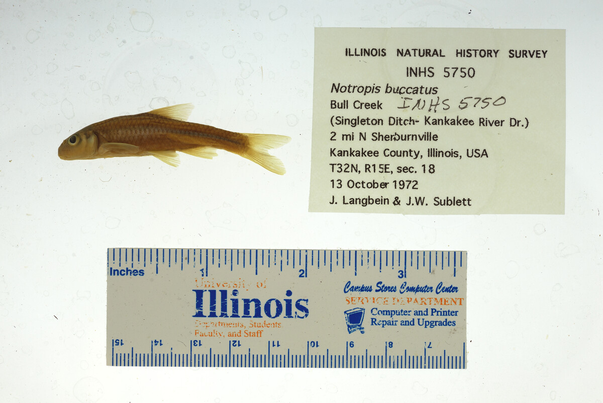 Notropis buccatus image