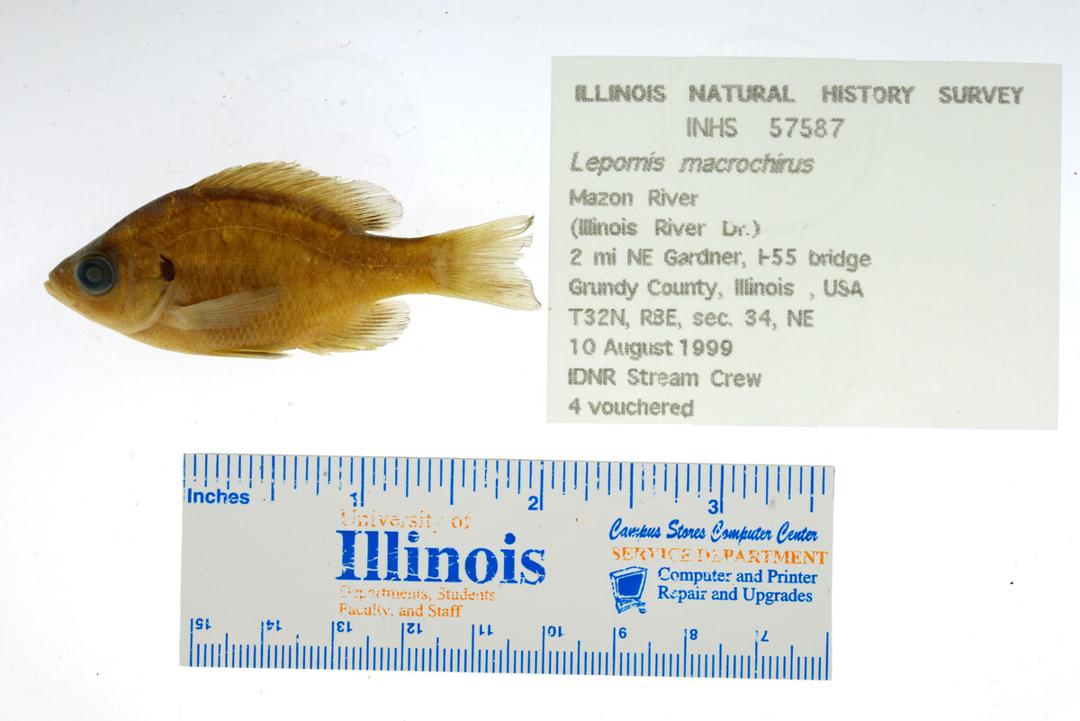 Lepomis macrochirus image