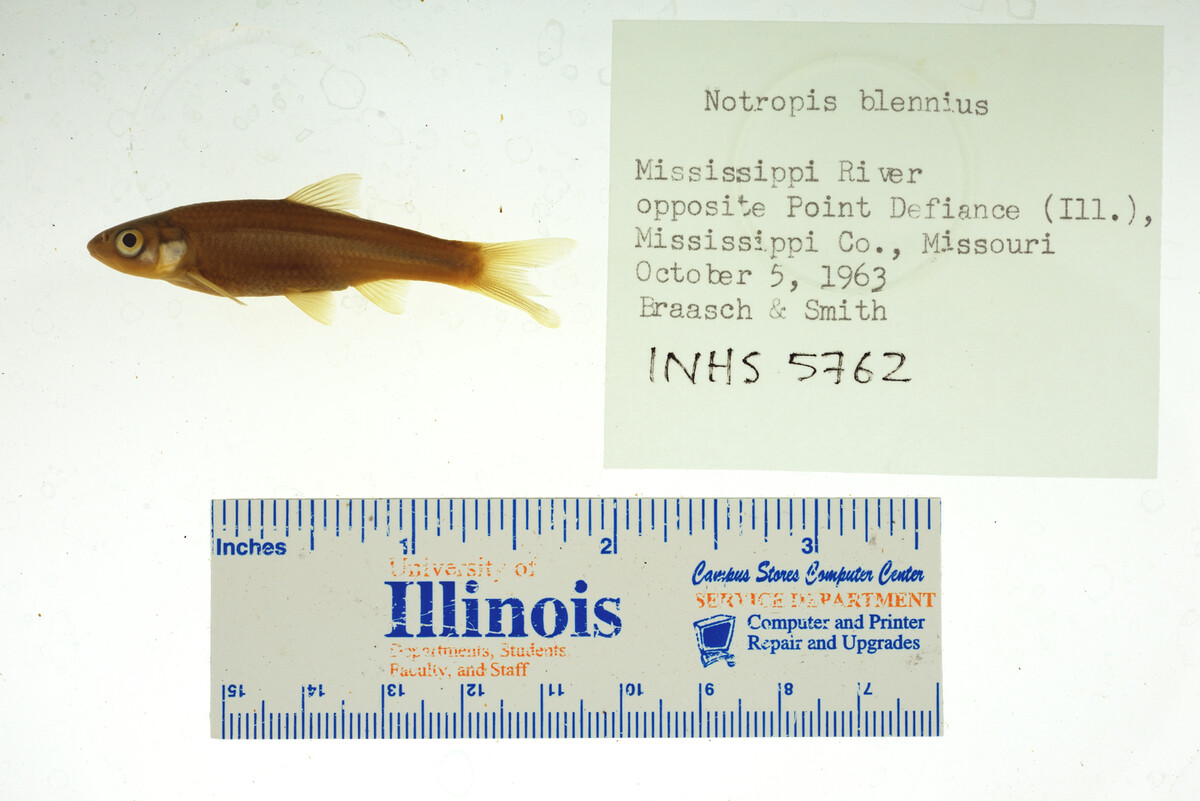 Notropis blennius image