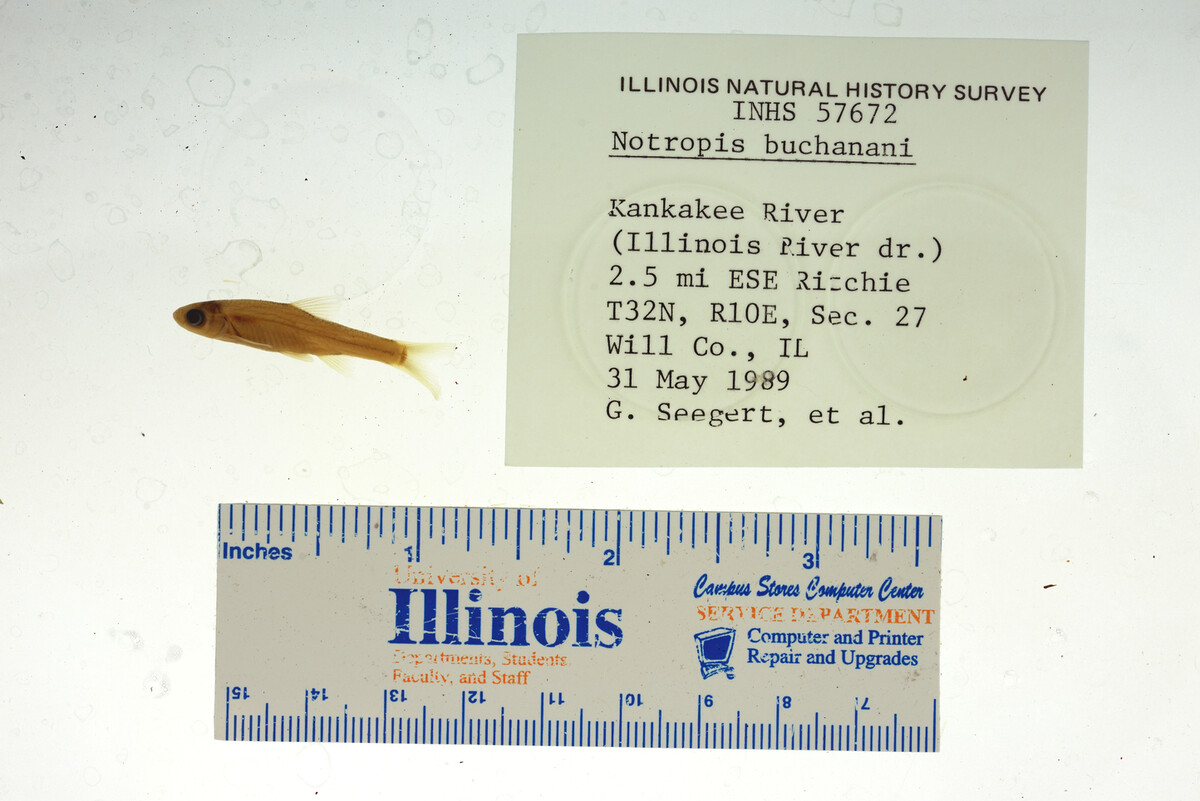 Notropis buchanani image