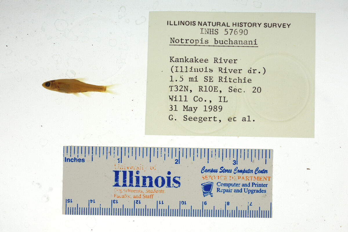 Notropis buchanani image