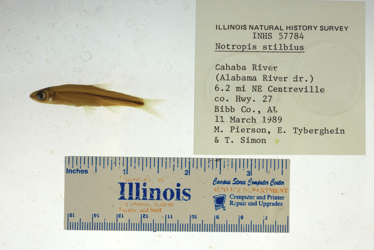 Notropis stilbius image