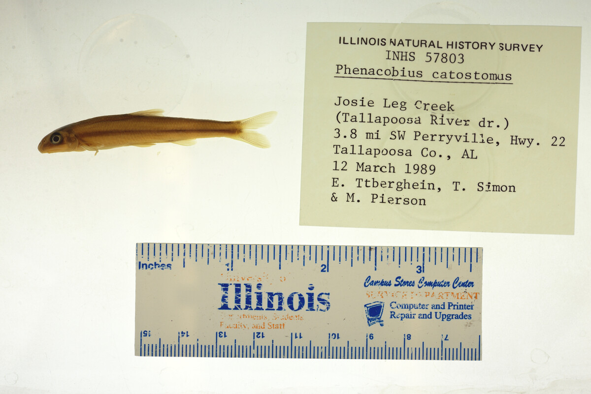 Phenacobius catostomus image