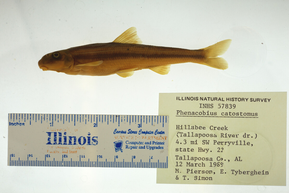Phenacobius catostomus image
