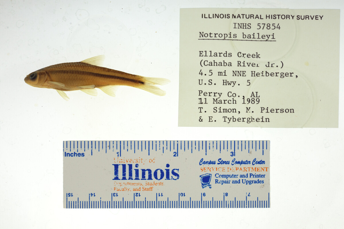 Notropis baileyi image