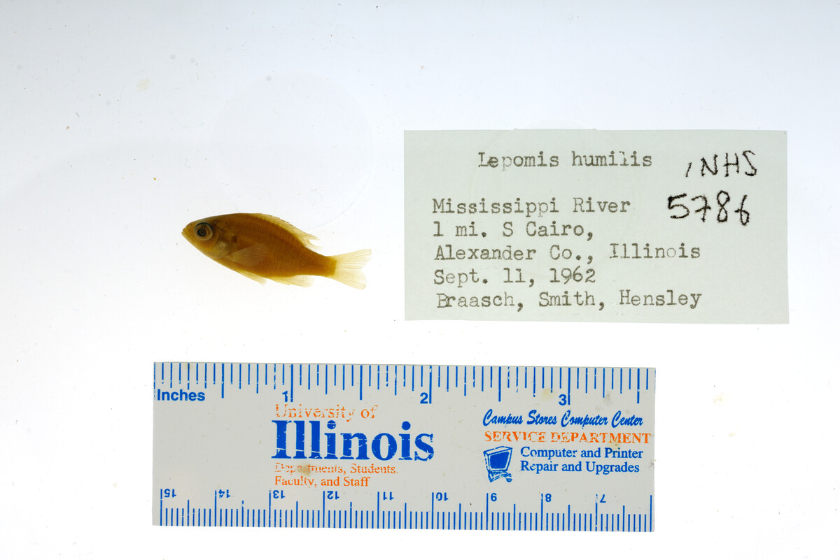 Lepomis image