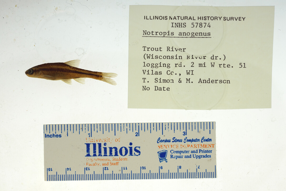 Notropis anogenus image