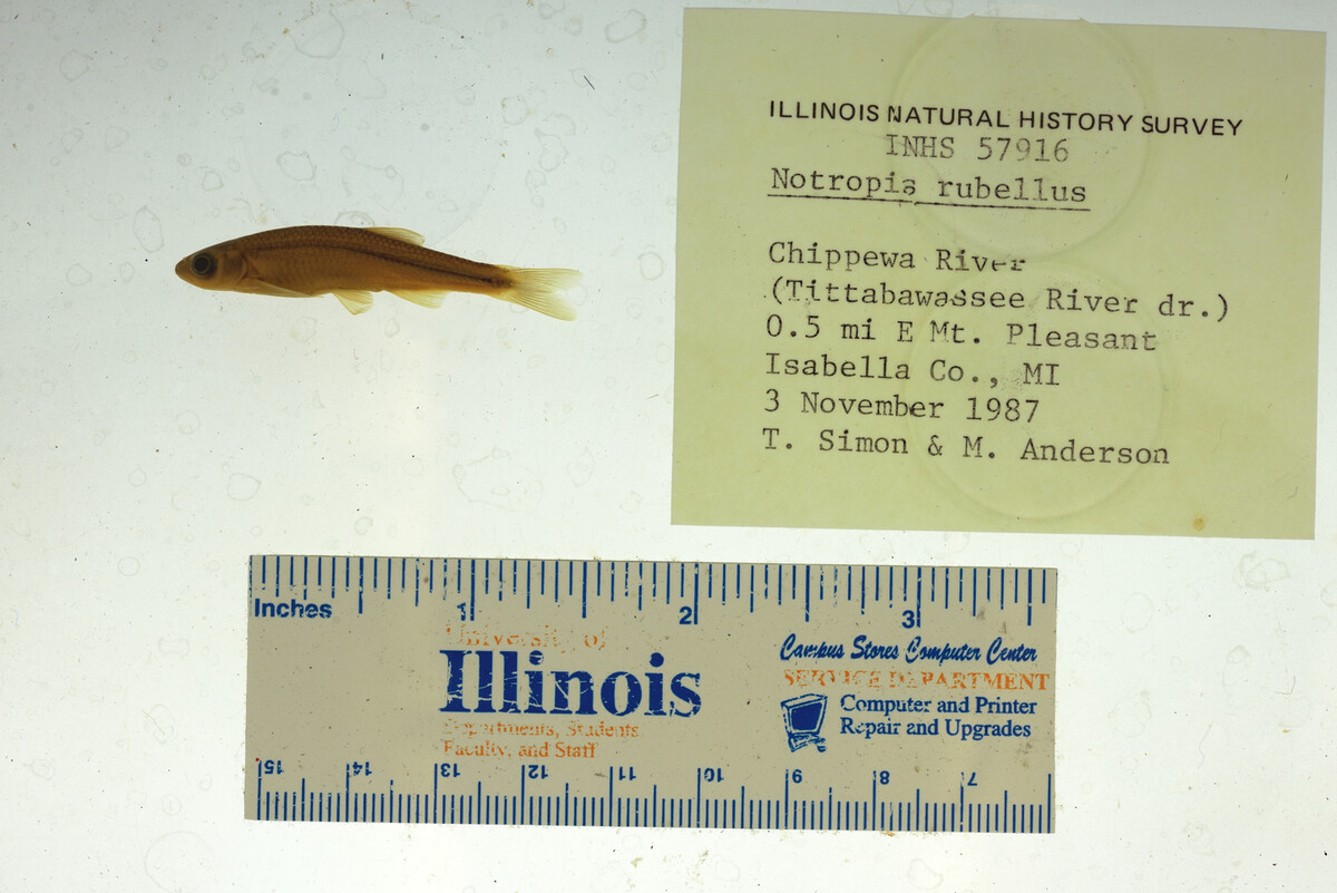 Notropis rubellus image