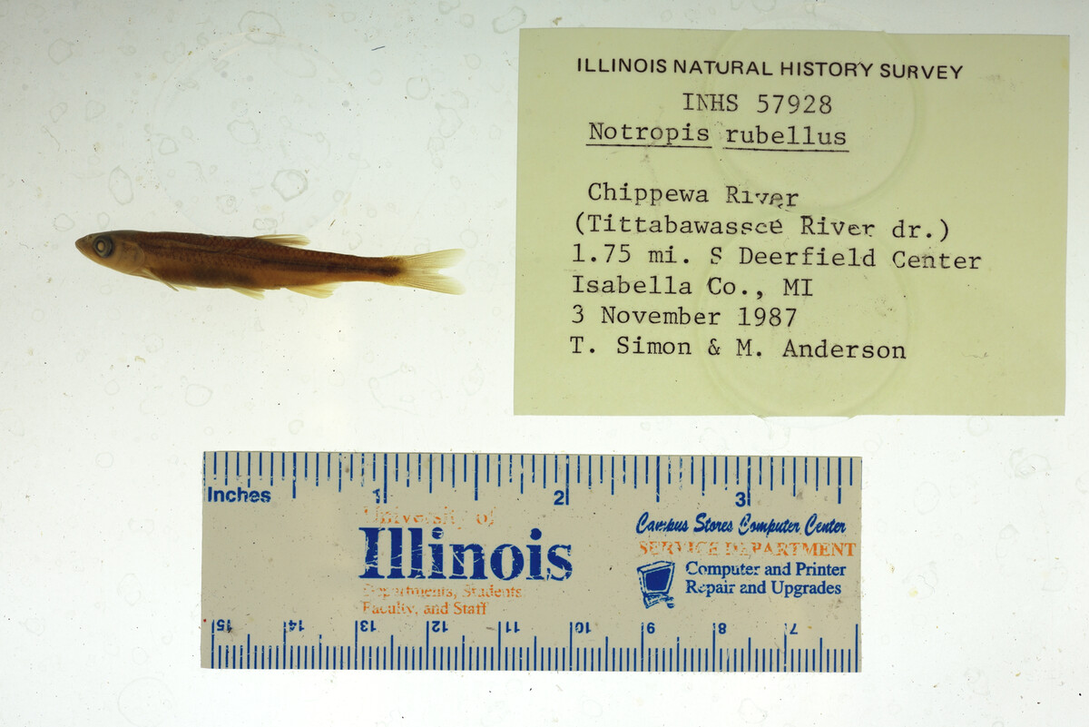 Notropis rubellus image