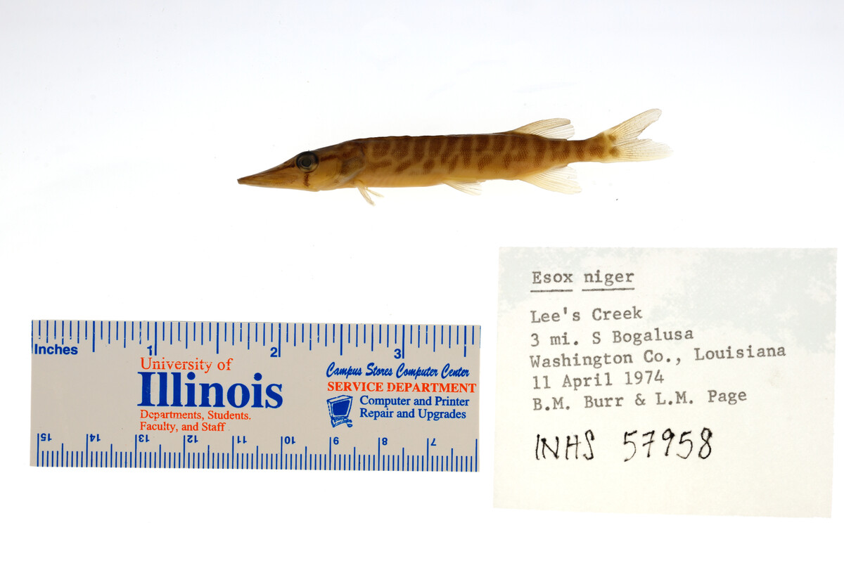 Esox niger image