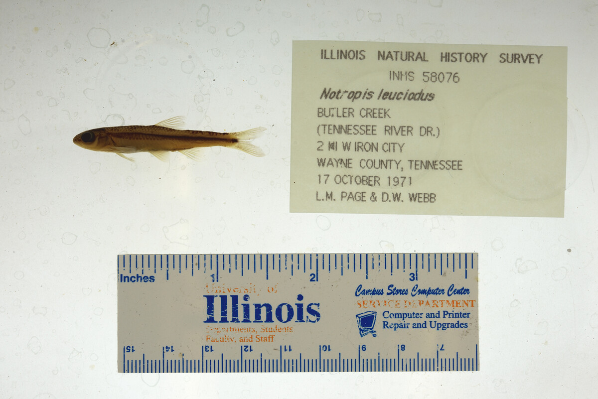 Notropis leuciodus image