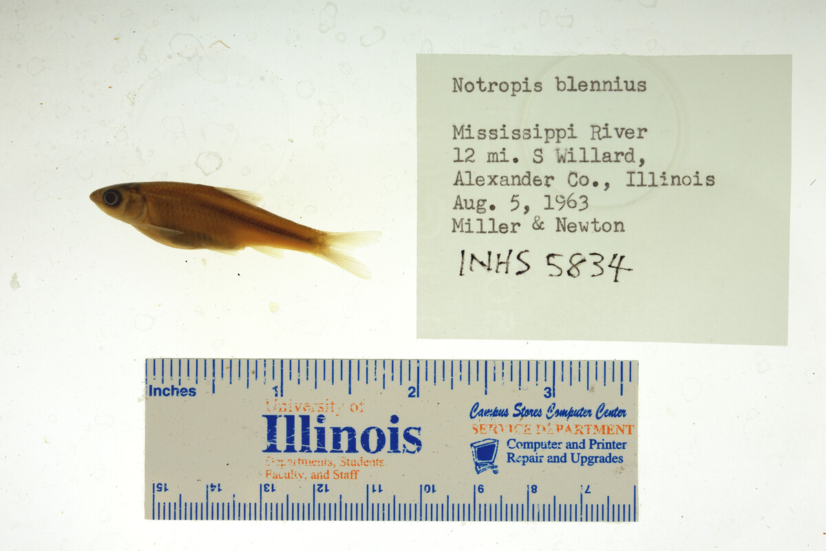 Notropis blennius image