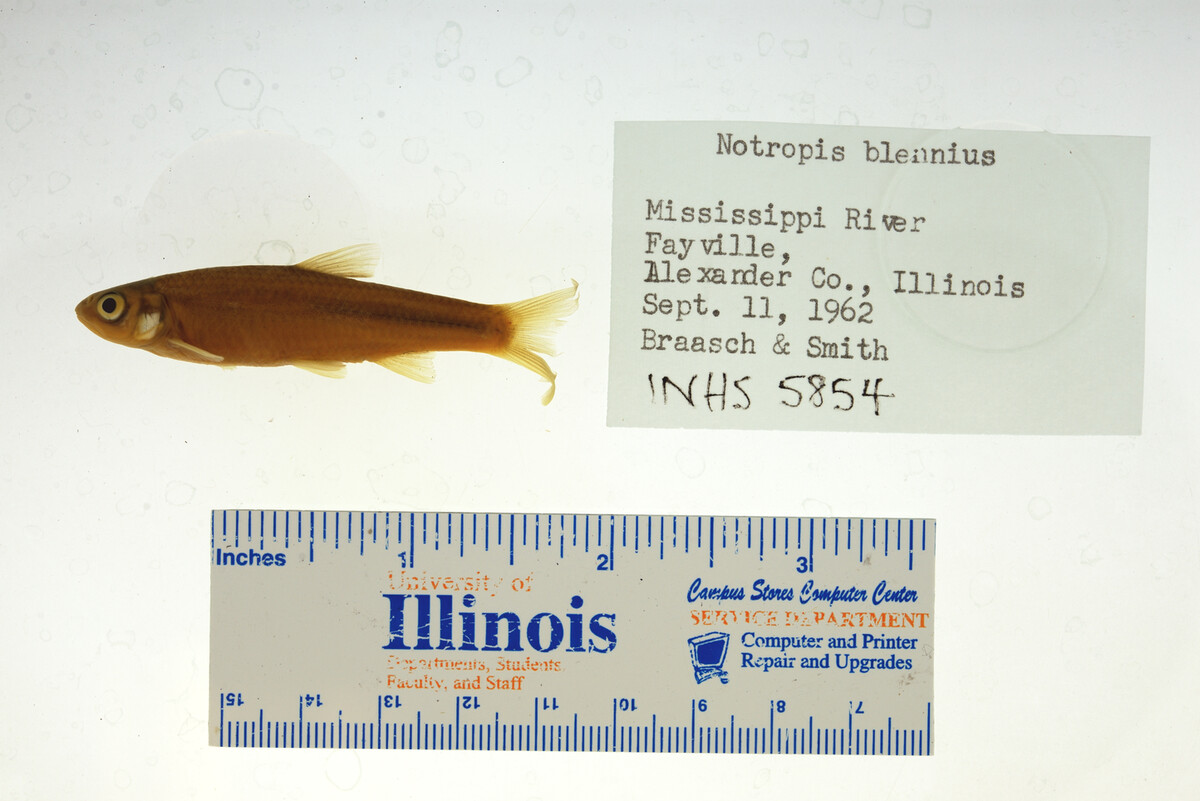 Notropis blennius image