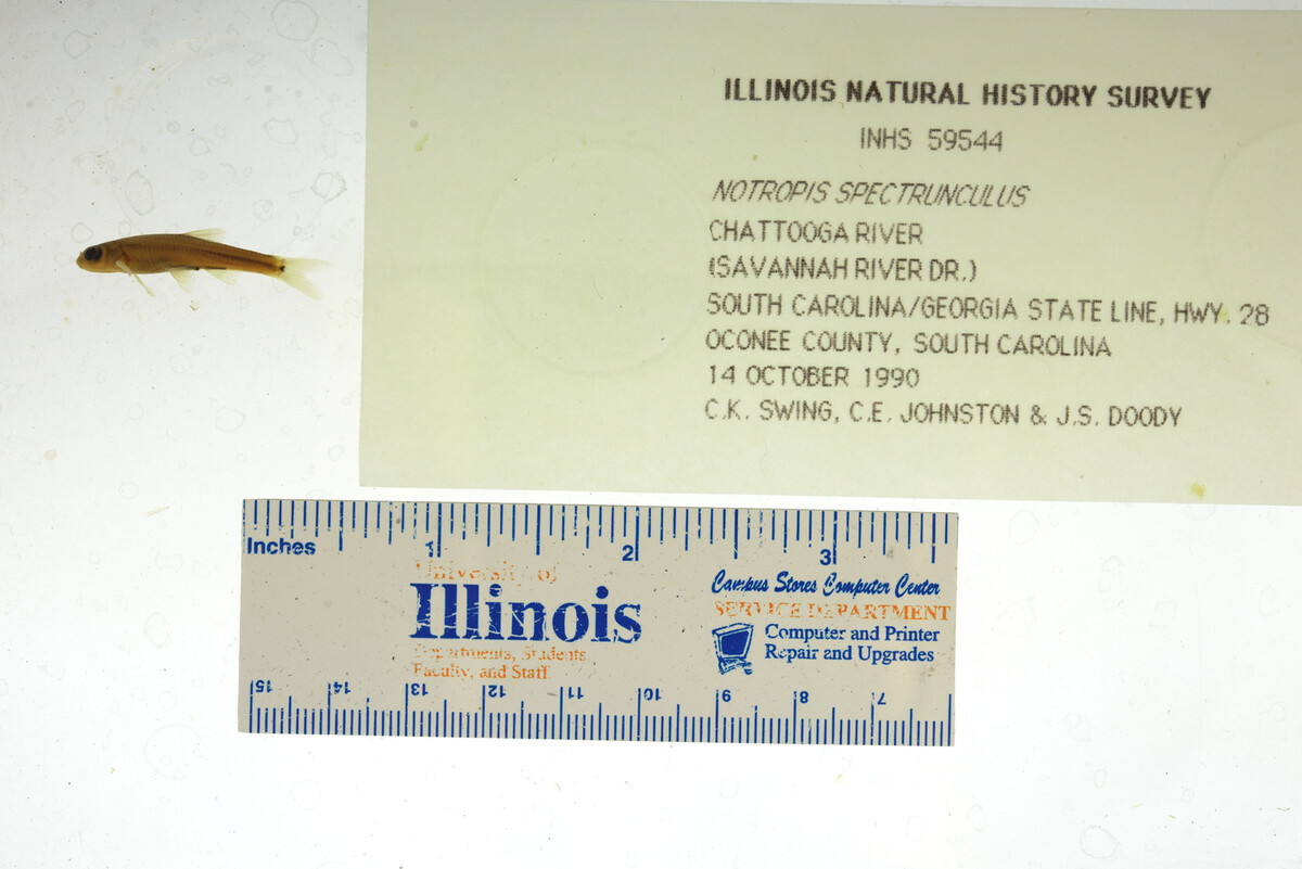 Pimephales notatus image