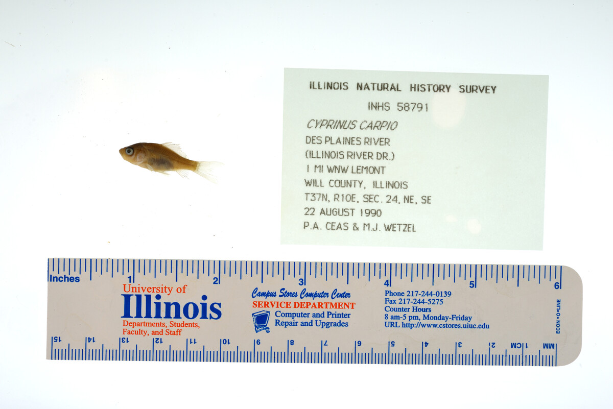 Cyprinus carpio image