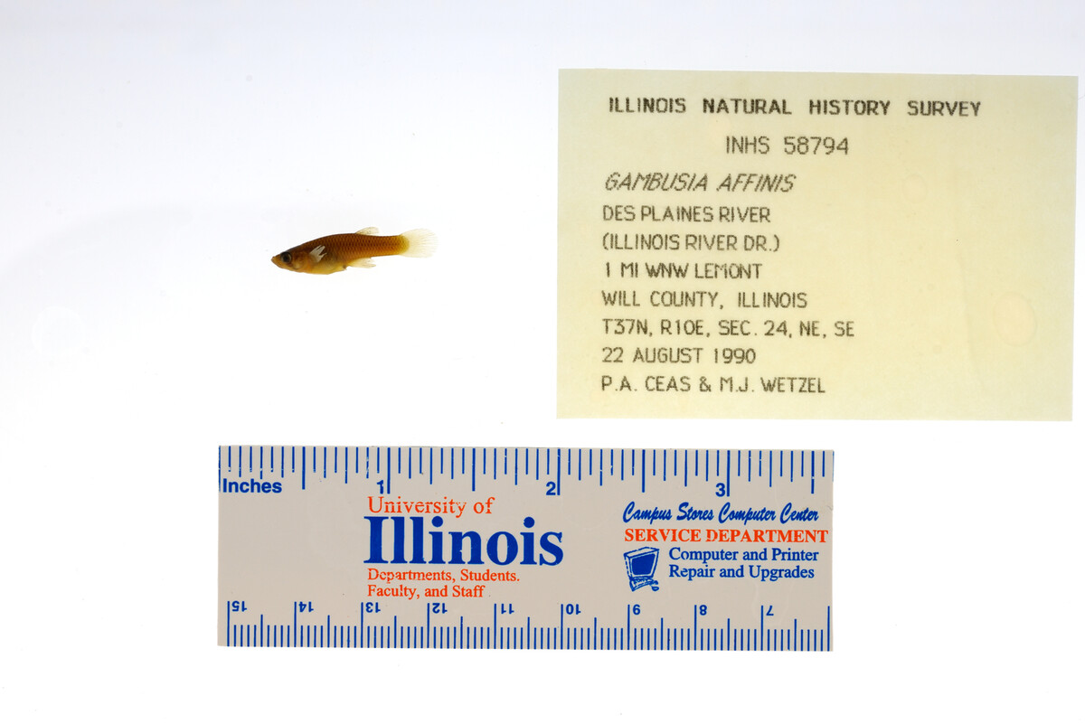Gambusia affinis image