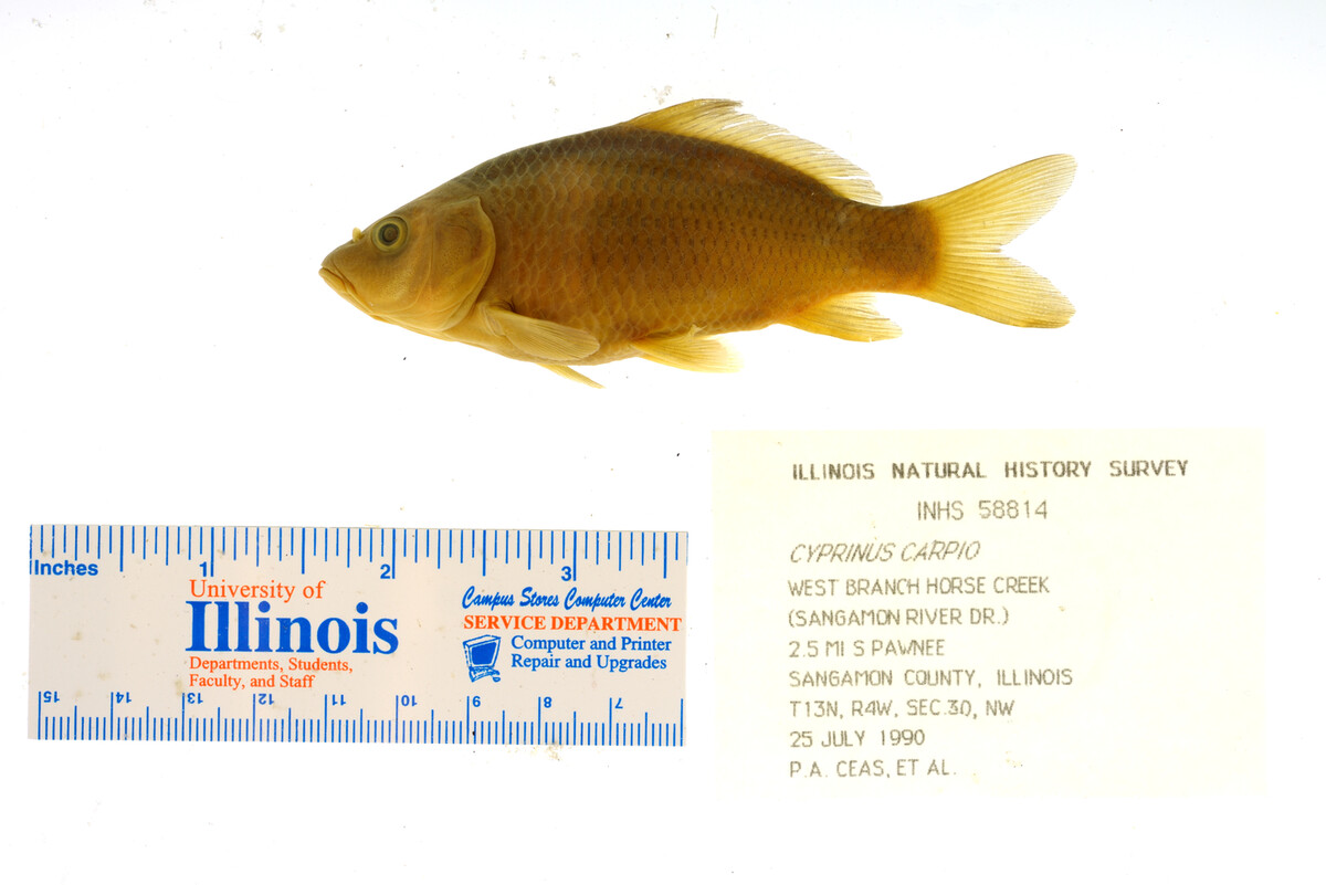 Cyprinus carpio image