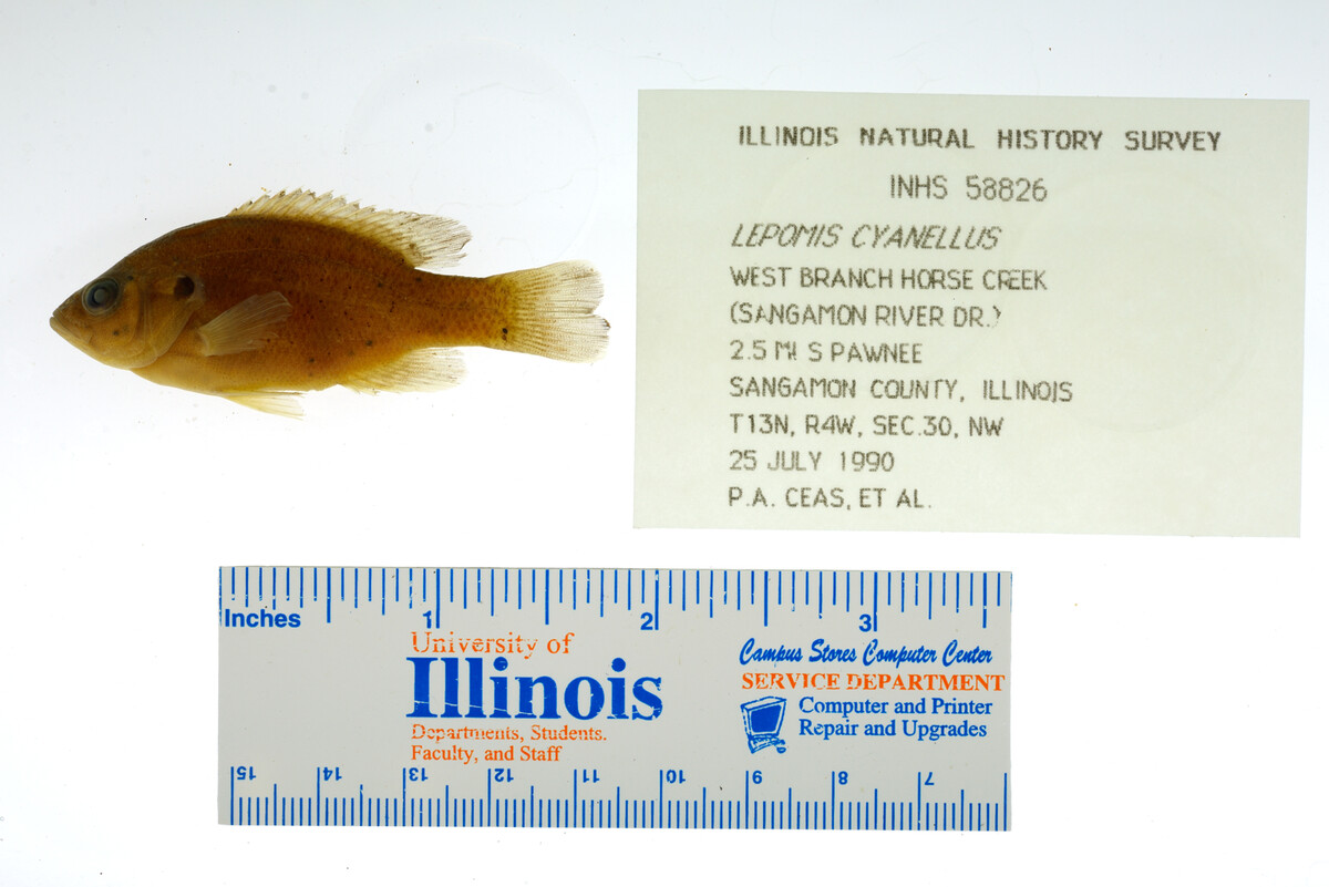 Lepomis cyanellus image