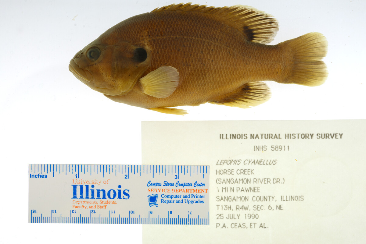 Lepomis cyanellus image