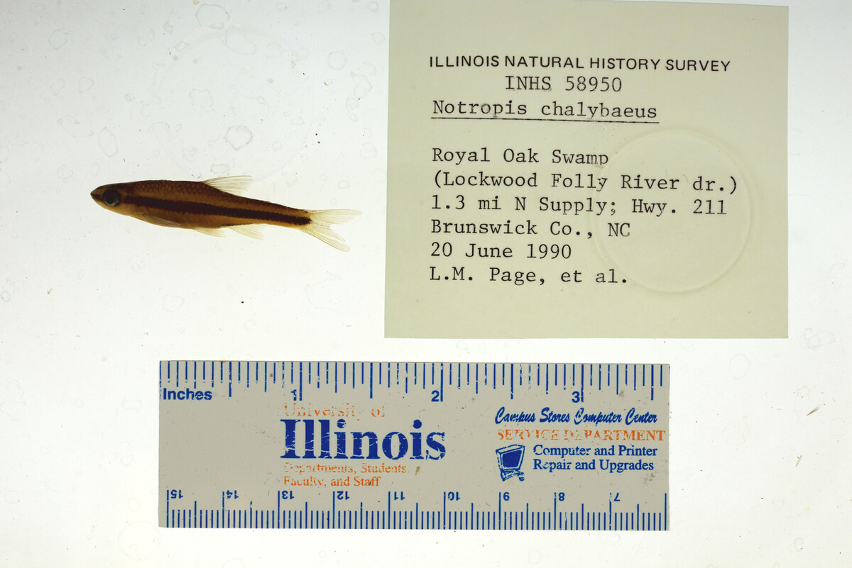 Notropis chalybaeus image