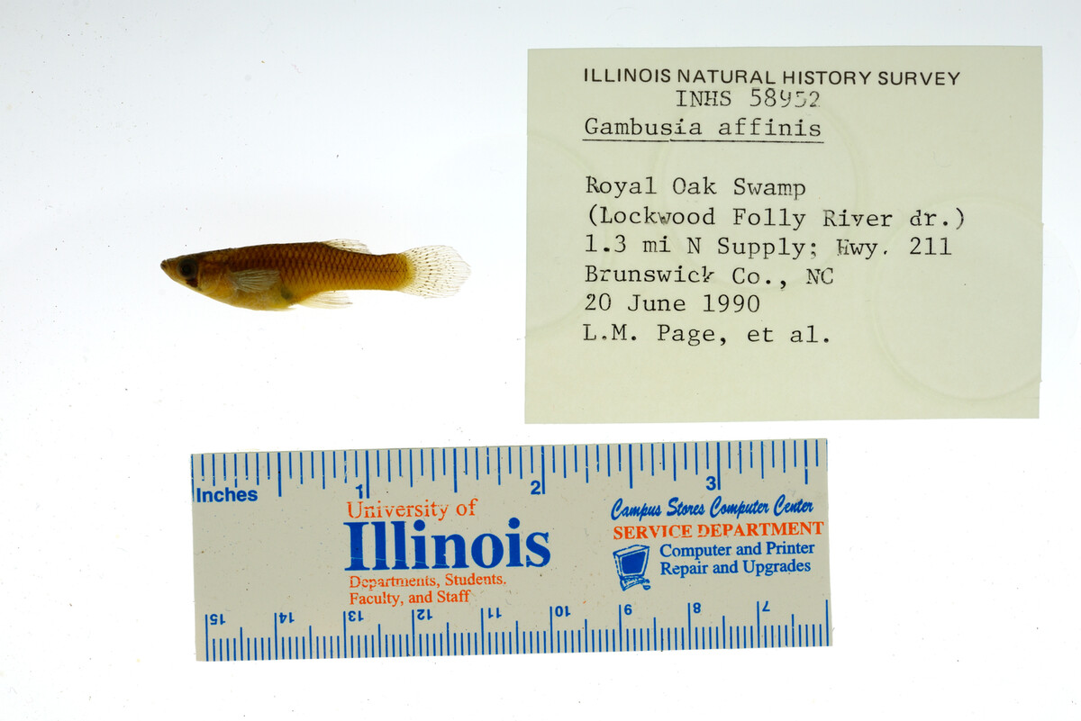 Gambusia affinis image