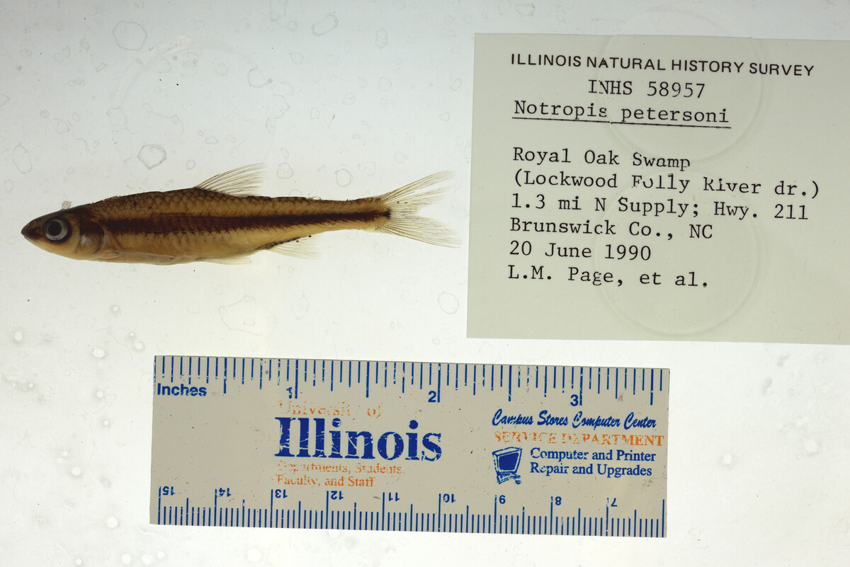 Notropis petersoni image