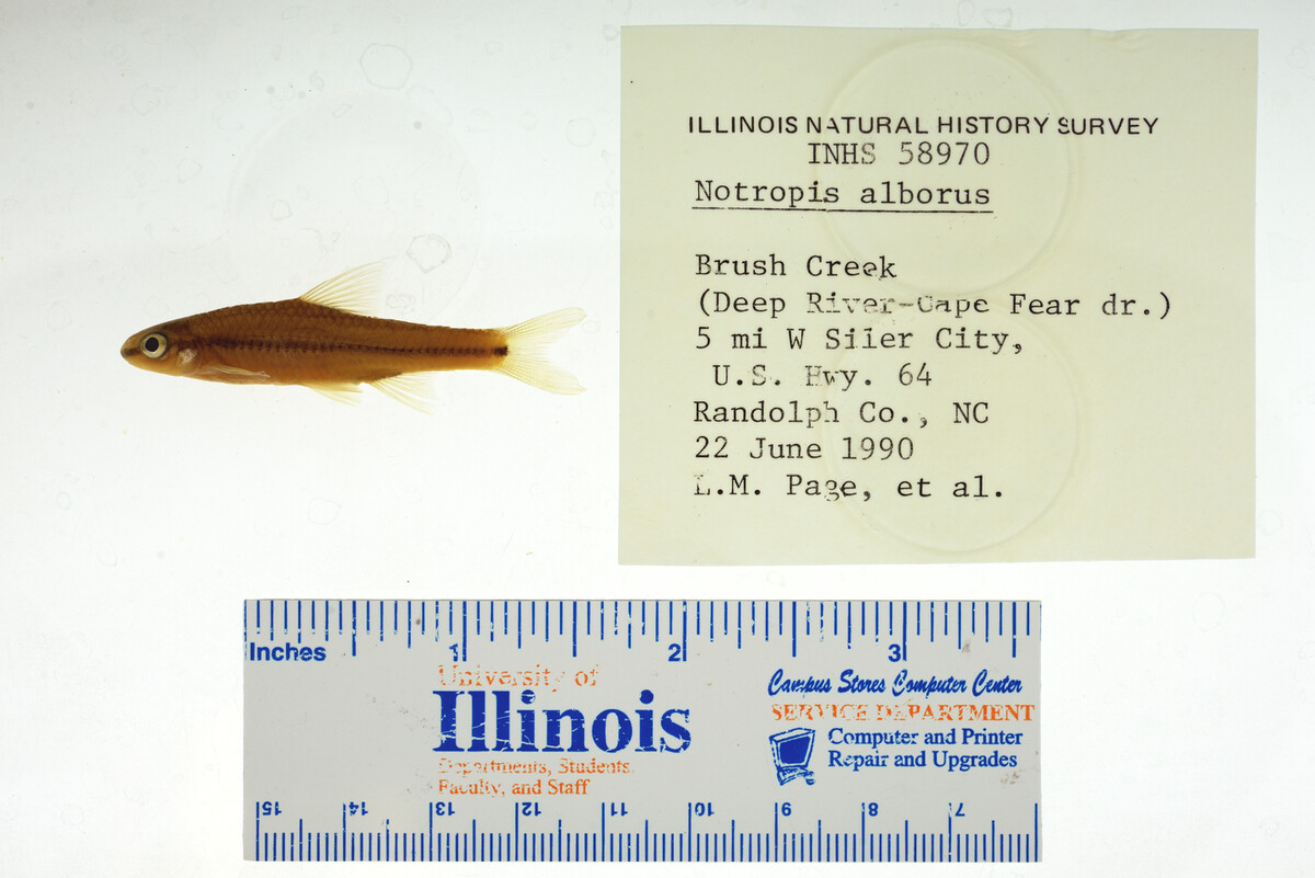 Notropis alborus image