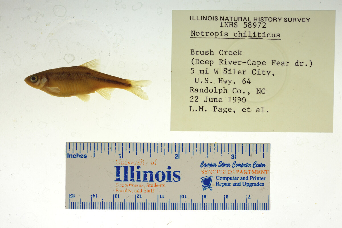 Notropis chiliticus image