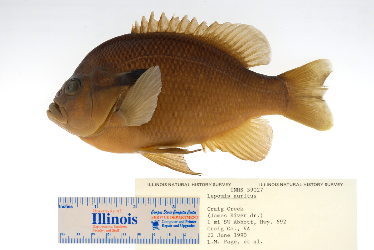Lepomis auritus image