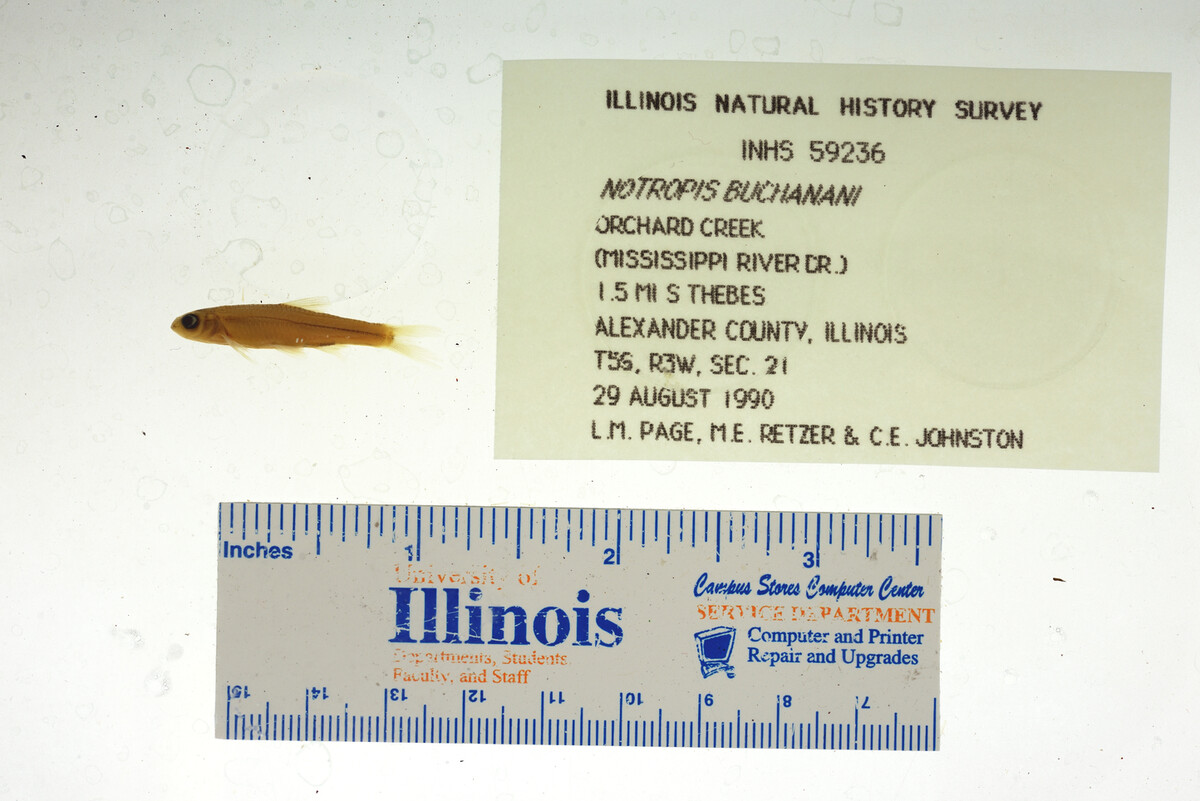 Notropis buchanani image